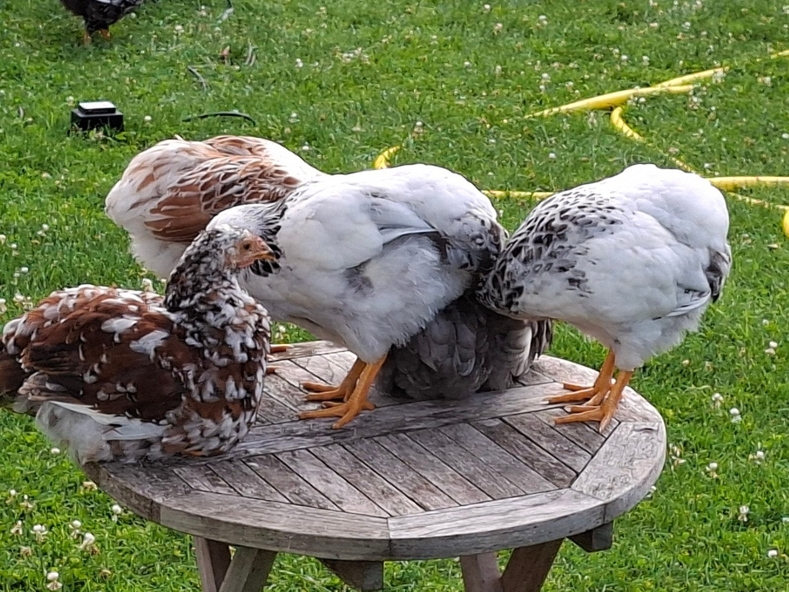 Wyandotte kriel, Dieren en Toebehoren, Pluimvee, Mannelijk, Kip