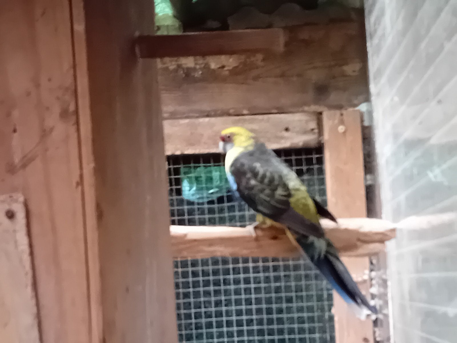 geelbuik pop, Dieren en Toebehoren, Vogels | Parkieten en Papegaaien, Vrouwelijk, Parkiet