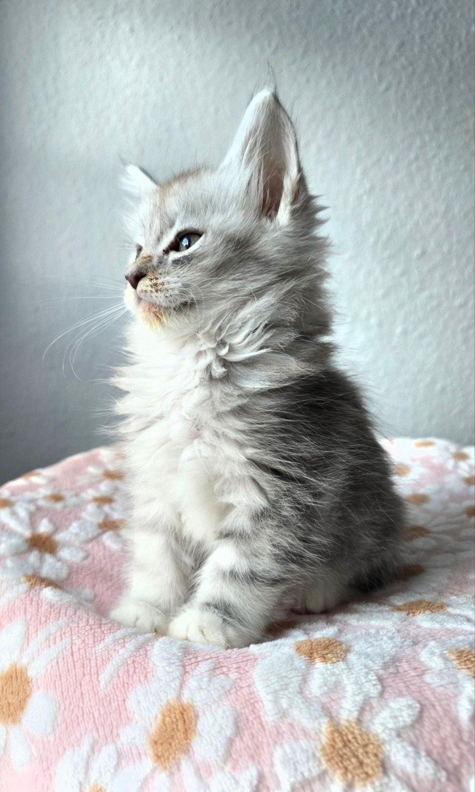 raszuivere Maine Coon Kittens, Meerdere dieren, Gechipt, 0 tot 2 jaar