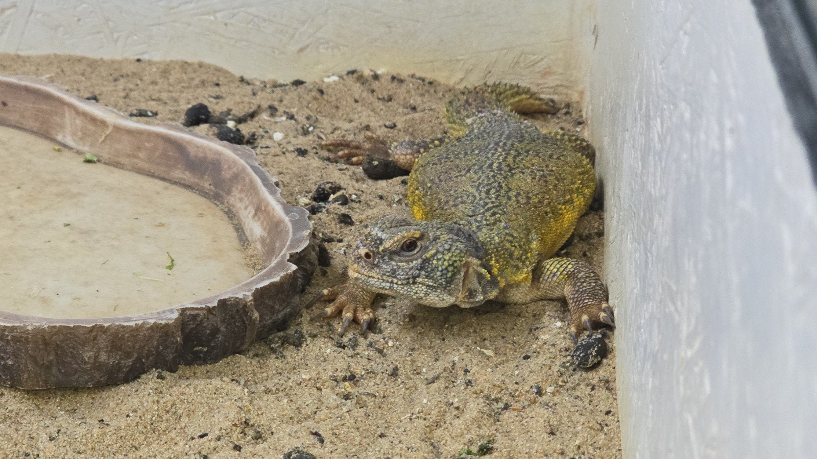 uromastyx nigriventris female, Dieren en Toebehoren, Hagedis, 7 tot 10 jaar