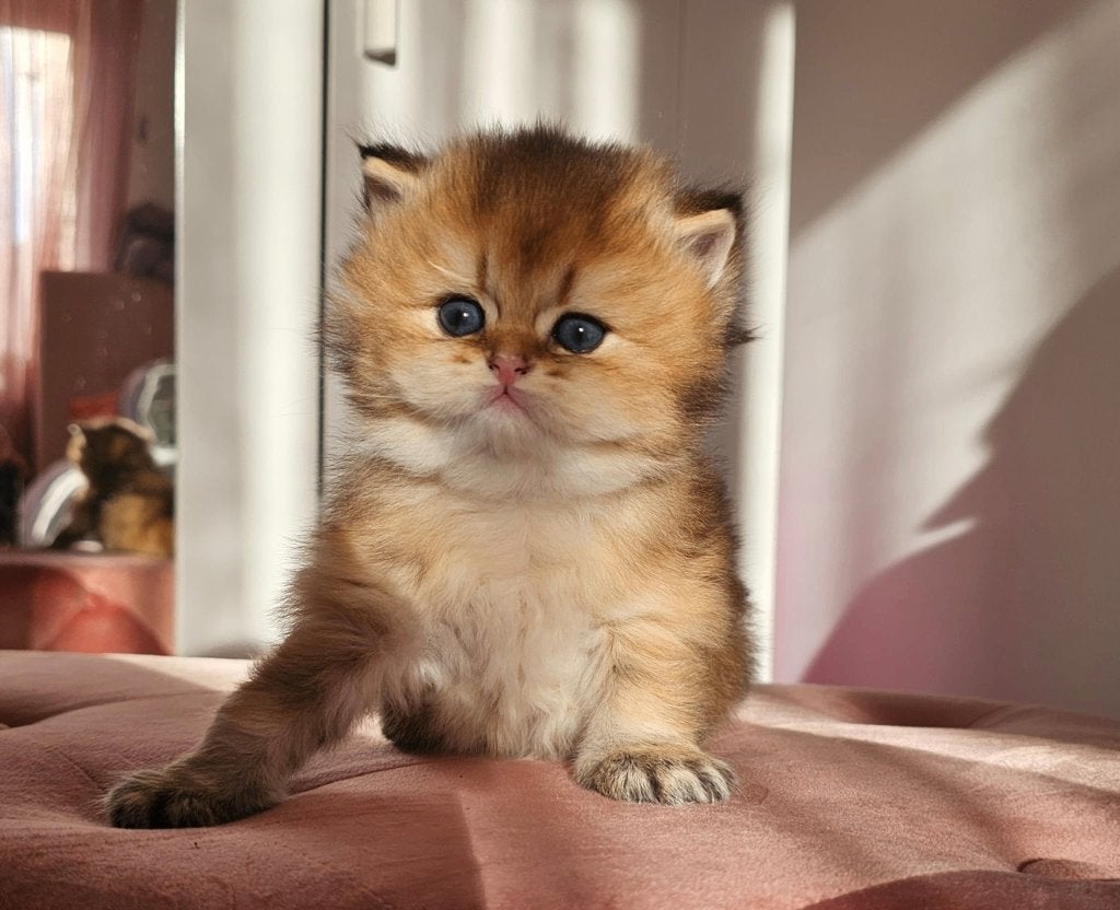 Prachtige black golden shaded British kittens, Dieren en Toebehoren, Katten en Kittens | Raskatten | Korthaar, Poes, Met stamboom