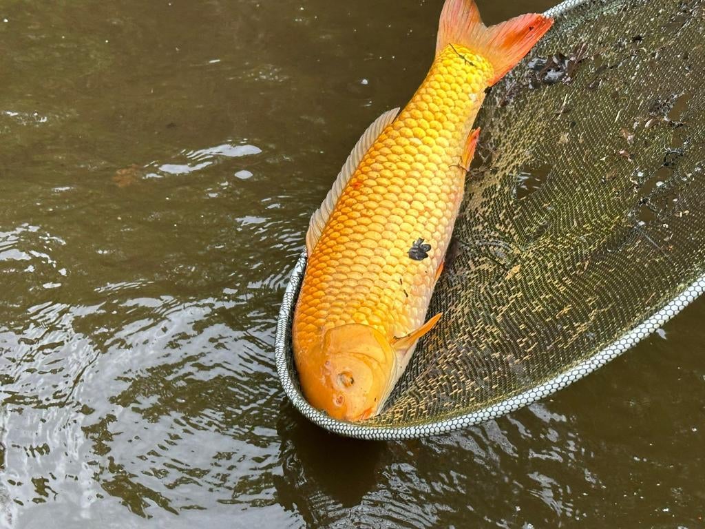 Twee gezonde koi te koop wegens lekkende vijver, Karper of Koi