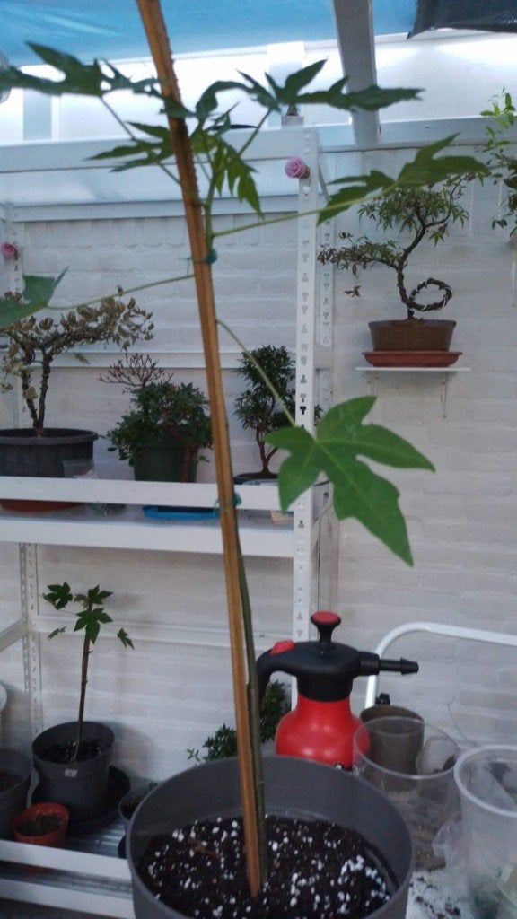 Papaya Boom., Ophalen, Vaste plant, Overige soorten, Volle zon