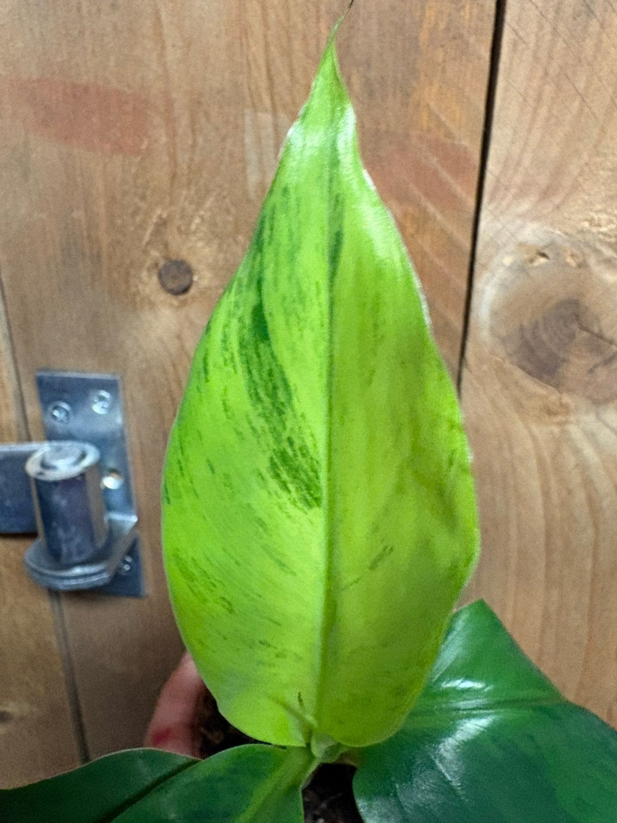 Musa cavendisch cavendish variegata plant lemon mint green, Ophalen of Verzenden, Halfschaduw, Minder dan 100 cm