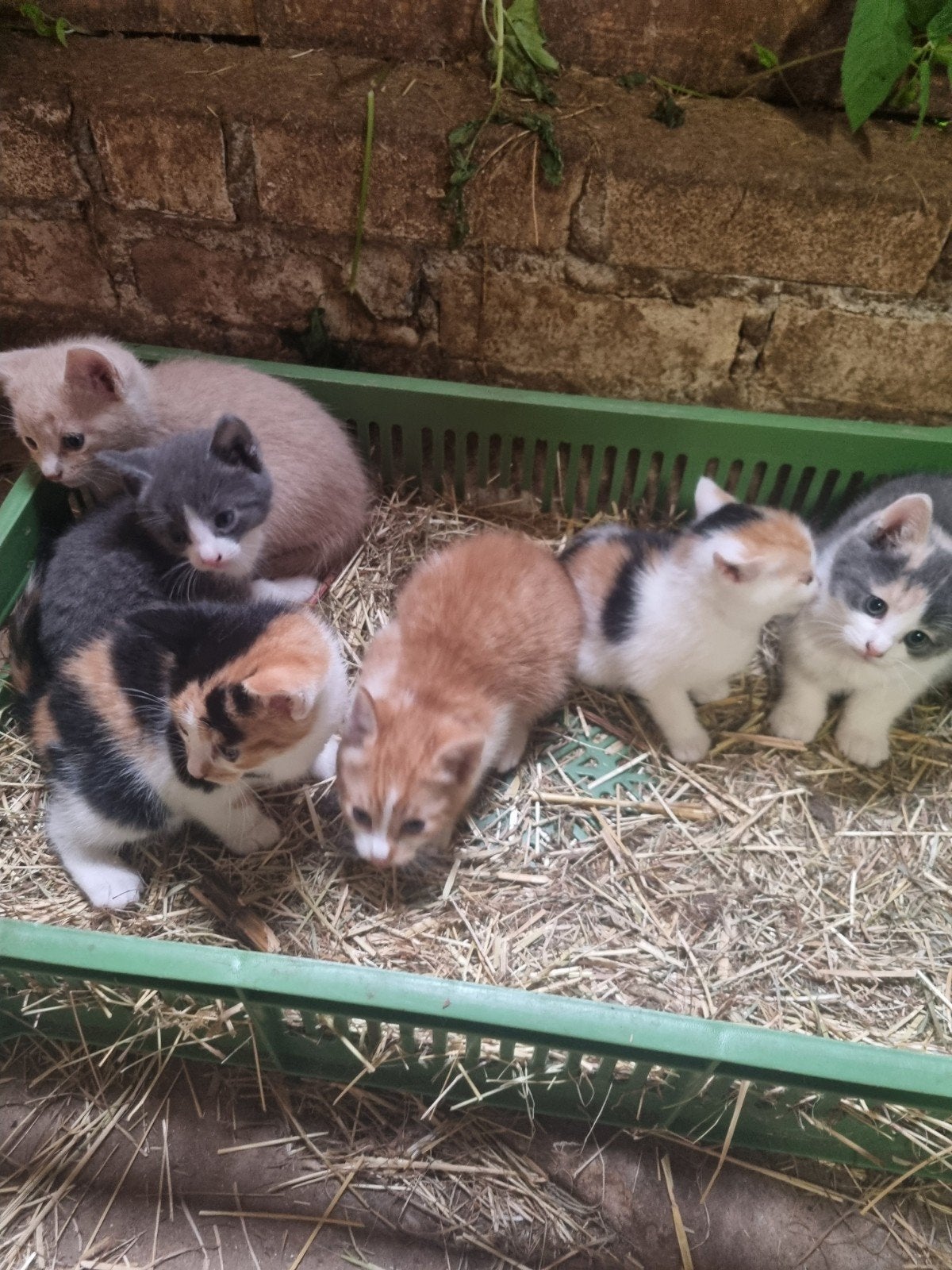 Jonge boerderij kittens, Dieren en Toebehoren, Katten en Kittens | Overige Katten, Meerdere dieren