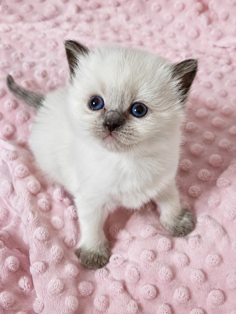 Kittens ragdoll, Meerdere dieren, Gechipt, 0 tot 2 jaar