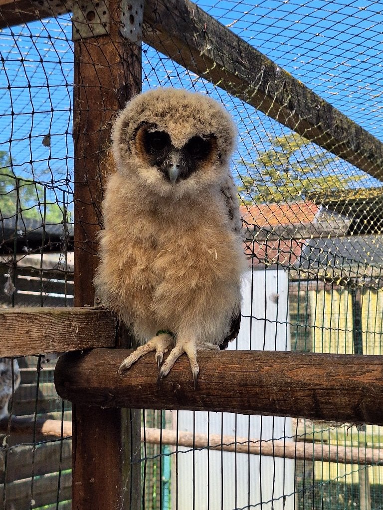 Bosuil, Geslacht onbekend, Roofvogel, Geringd