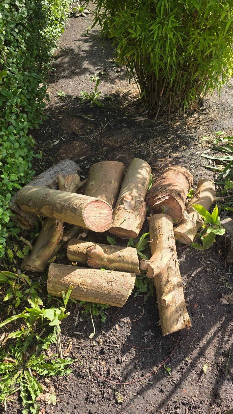 9 blokken Eucalyptus hars hout en 4 stammen peren hout, Minder dan 3 m³, Ophalen