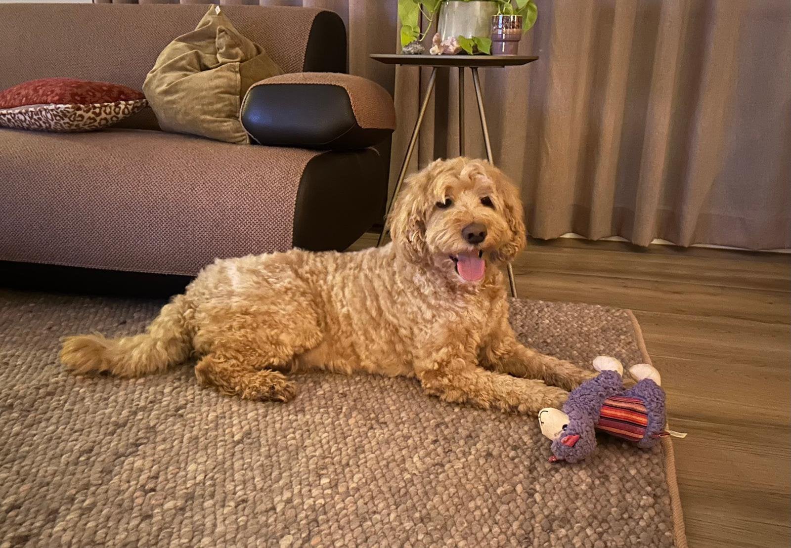 Oppas gezocht voor onze lieve labradoodle!, Particuliere oppas