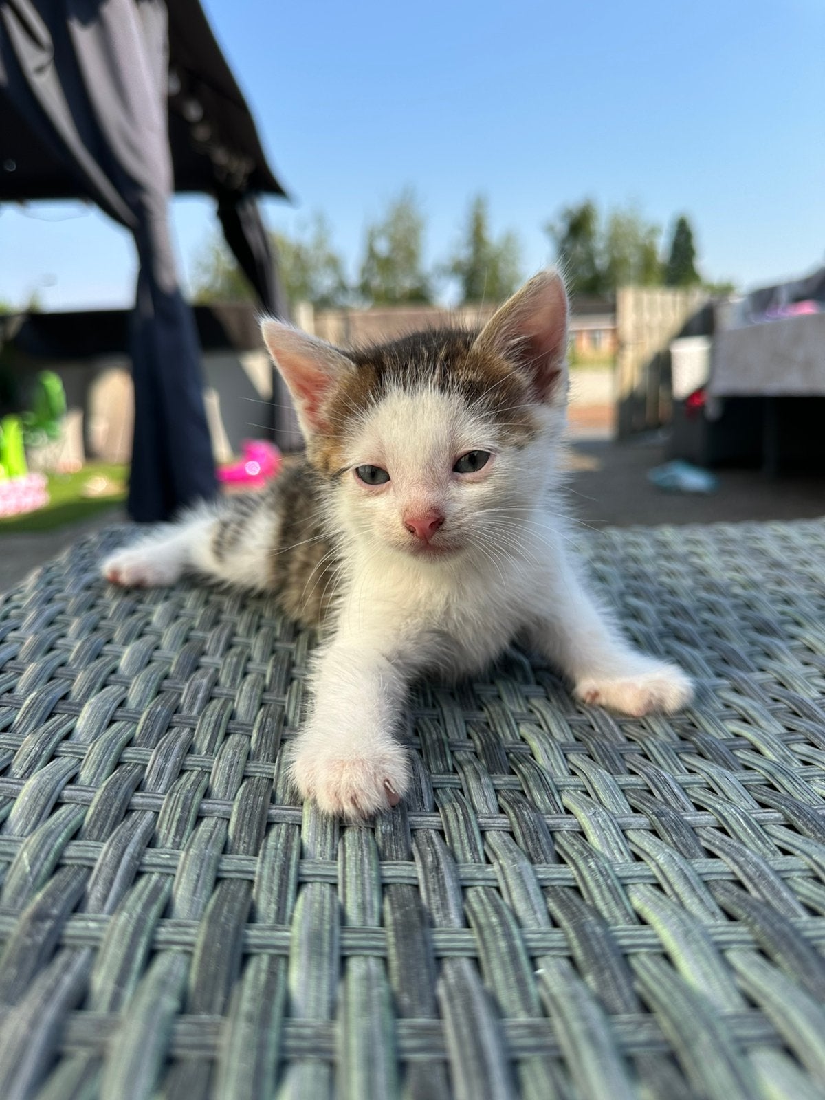 Kittens, Dieren en Toebehoren, Meerdere dieren