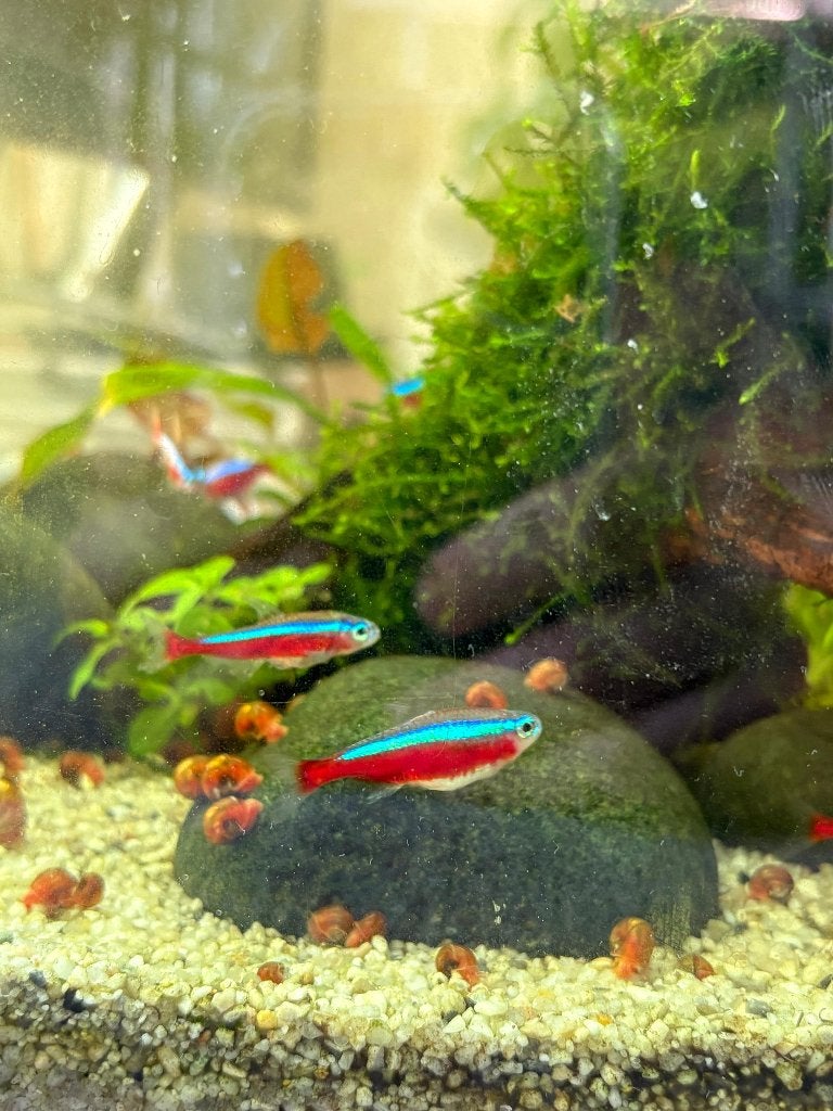 Groepje Tetra’s en Rasbora’s, Dieren en Toebehoren, Vis, Zoetwatervis