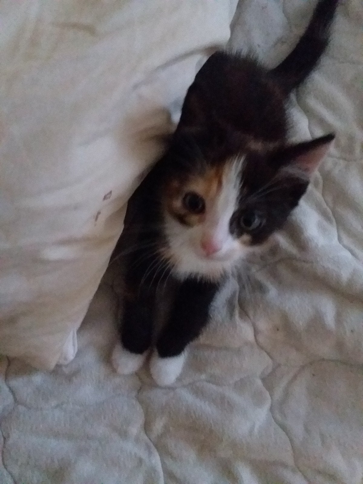 kittens te koop, Geslacht onbekend, Kortharig, 0 tot 2 jaar
