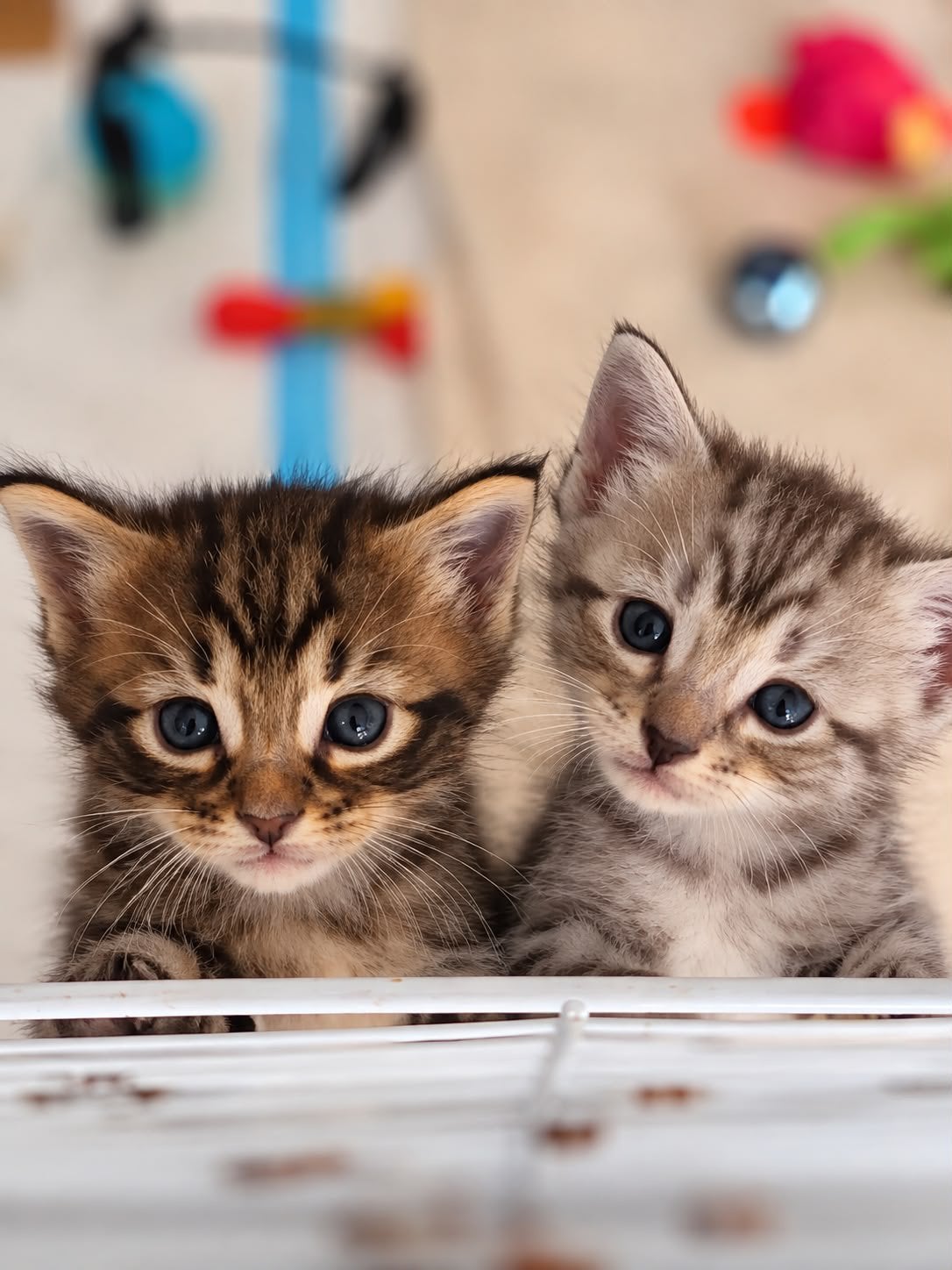 Kittens (ras-ouders) blauwe rus x boskat, Poes, 0 tot 2 jaar