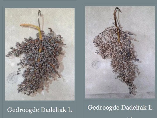 Gedroogde dadeltakken sober wonen aura peeperkorn, Huis en Inrichting, T, Nieuw, Ophalen of Verzenden, N