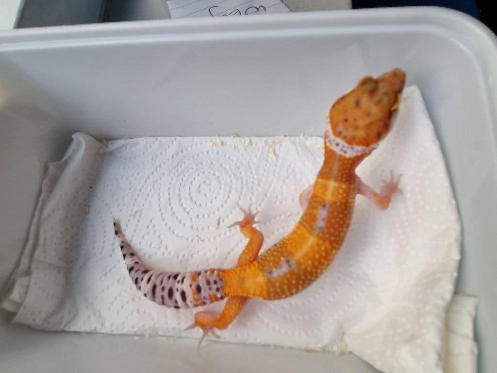 0.1 purple head x w&y bell albino luipaardgekko Leopard Gecko photo 2