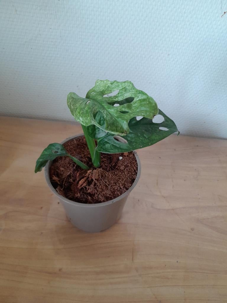 Gewortelde monstera adansonii mint variegata, Huis en Inrichting, Kamerplanten, In pot, Minder dan 100 cm, Groene kamerplant, Halfschaduw