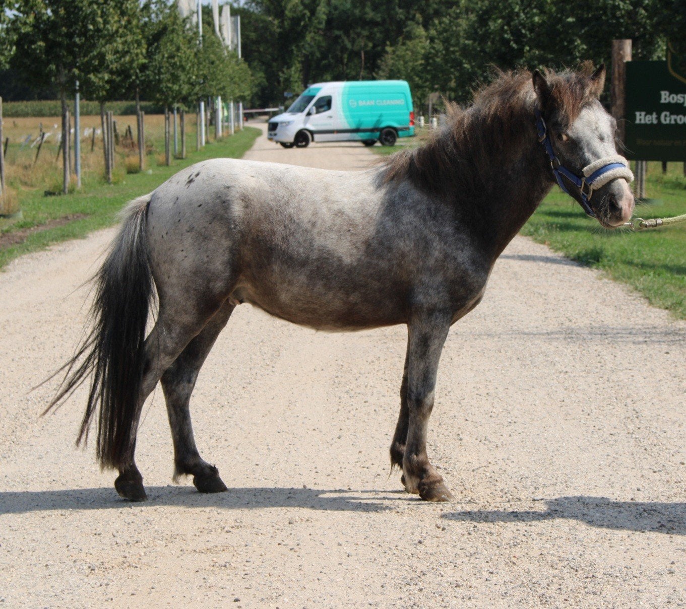 gezocht weiland voor shetlanders omgeving haarle, Dieren en Toebehoren, Stalling en Weidegang, ., ., .
