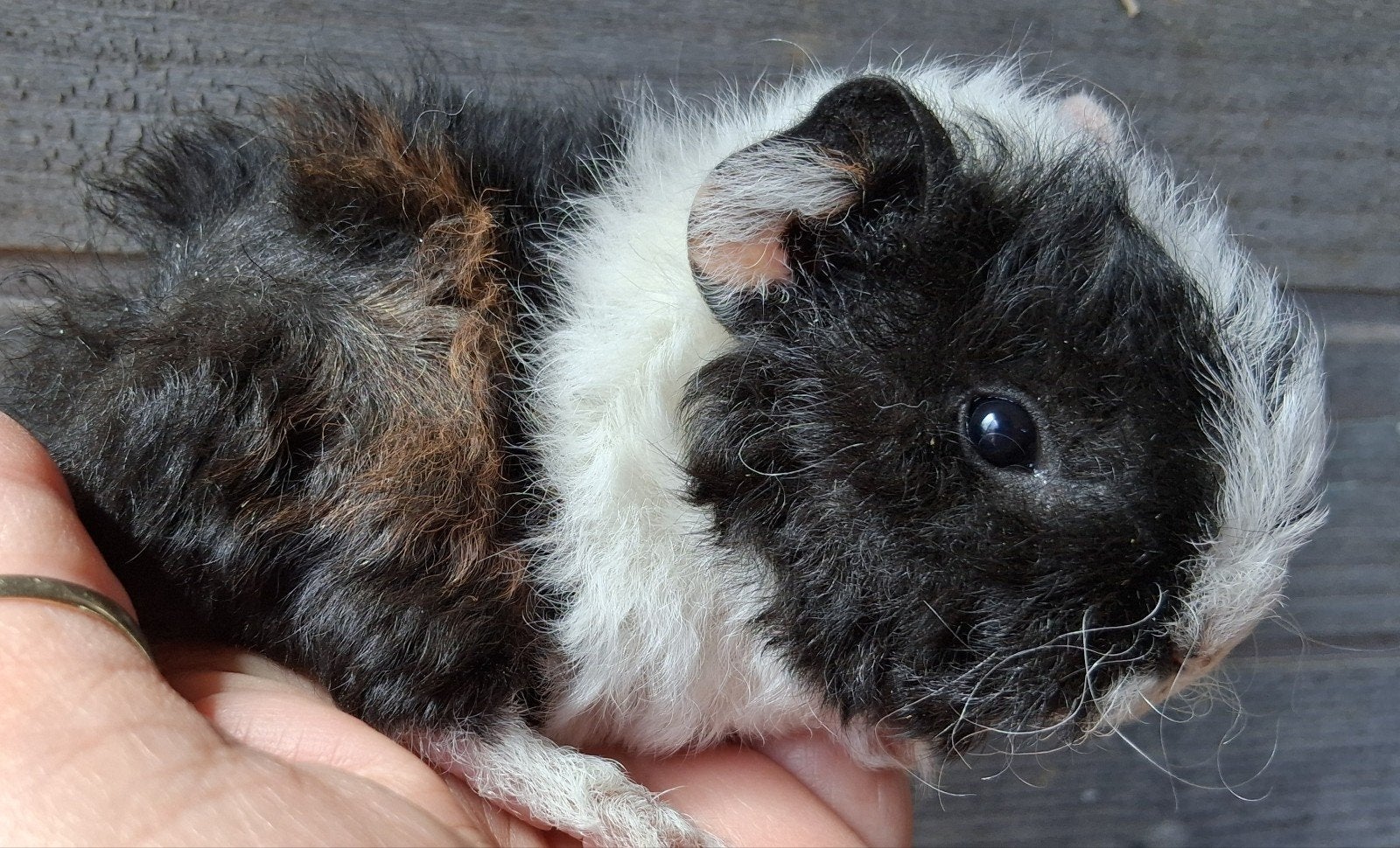 TK mooie lunkarya baby,s, Dieren en Toebehoren, Knaagdieren, Cavia, Mei, Meerdere dieren, Tam