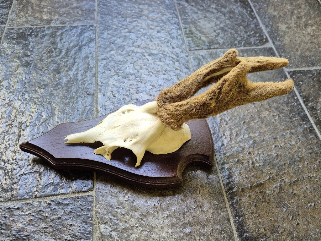Mooie witte ree schedel met bastgewei op schild jacht huth93, Verzamelen, Ophalen of Verzenden, Zo goed als nieuw, Hert, Schedel