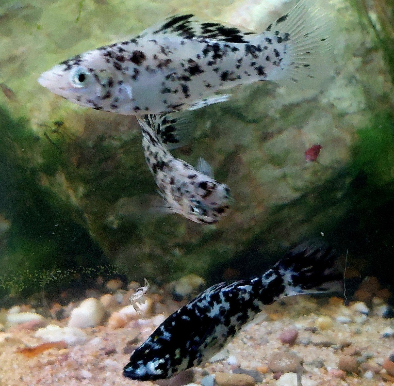 Dalmatiër mollies, Vis