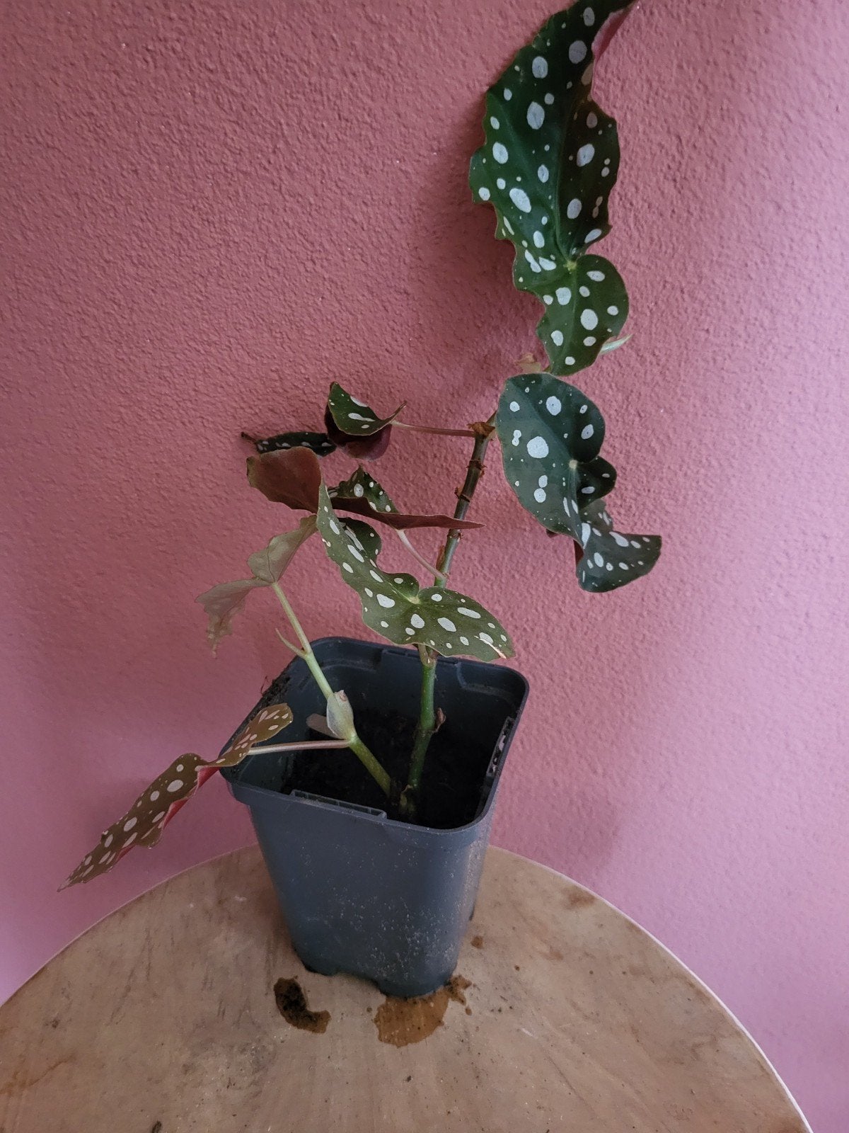 Kamerplant stip begonia klein, Ophalen, Halfschaduw, Minder dan 100 cm
