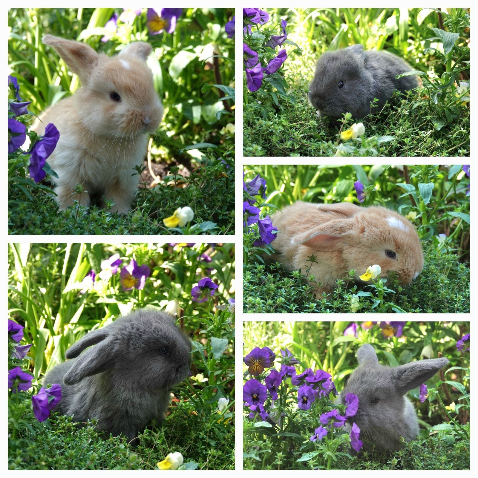 Franse hangoren te koop, blauwe ogen!, Dieren en Toebehoren, Meerdere dieren, Groot