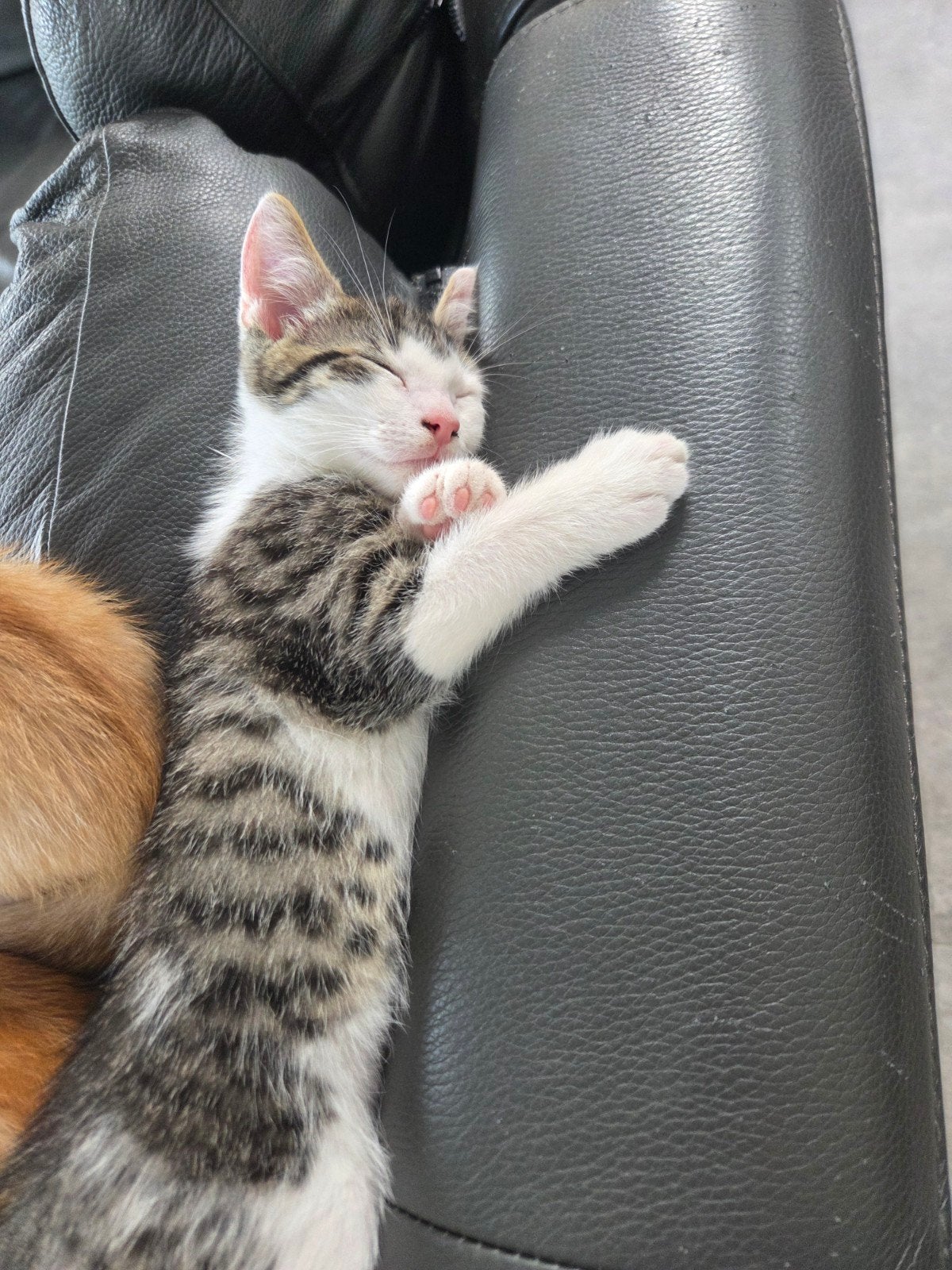 kittens mogen 17 september verhuizen, Meerdere dieren, Kortharig, 0 tot 2 jaar