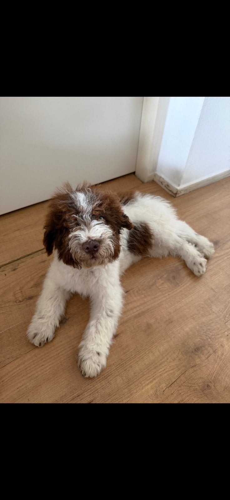 Lagotto romagnolo pups, Parvo, Overige rassen, 8 tot 15 weken, Meerdere