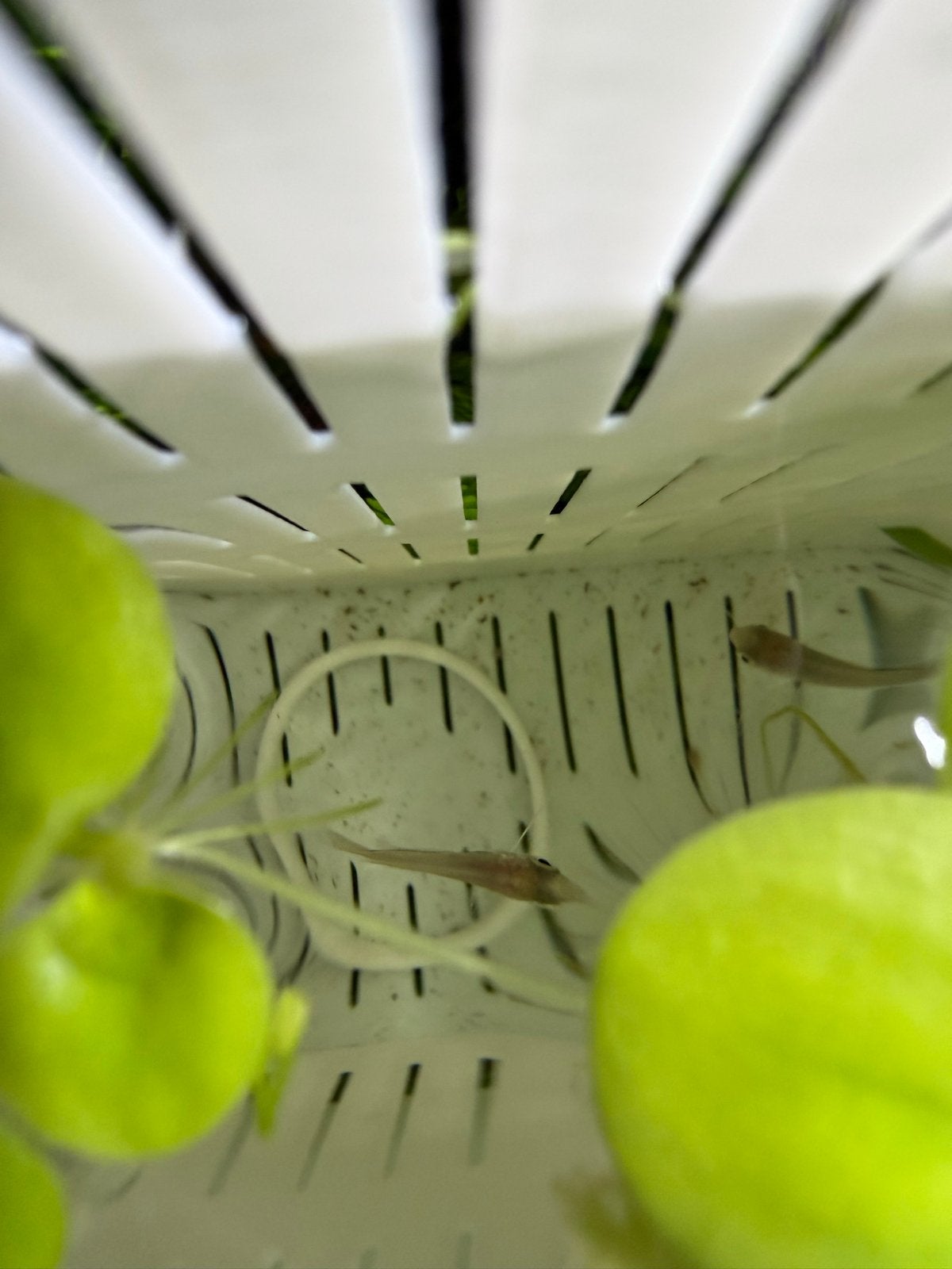 2 jonge honinggouramis, Dieren en Toebehoren, Vis