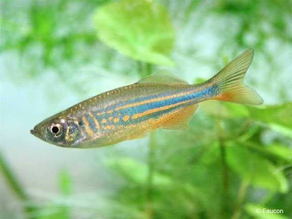 Reuze danio’s (3stuks), Dieren en Toebehoren, Vis