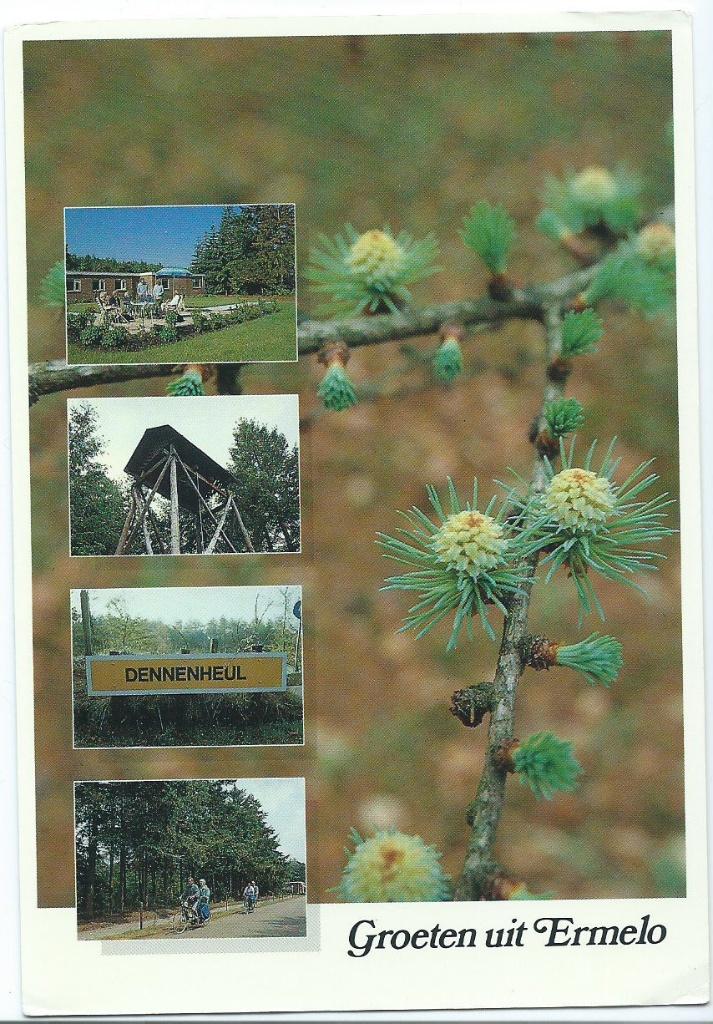 Ansichtkaart Groeten uit Ermelo, vakantieoord Dennenheul, Ophalen of Verzenden, 1980 tot heden, Gelopen, Gelderland
