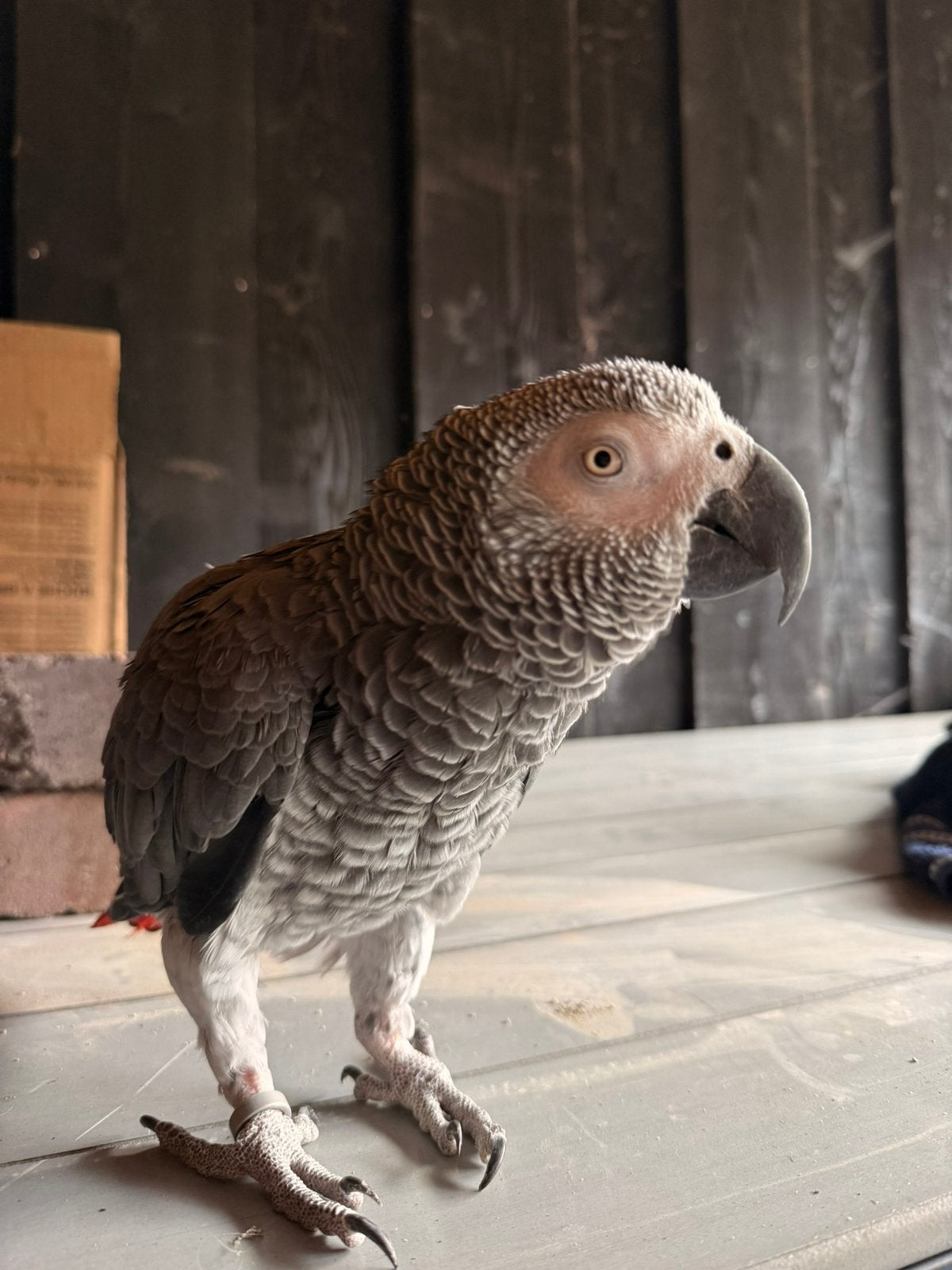 Tamme Grijze roodstaart zoekt een liefdevol nieuw thuis, Dieren en Toebehoren, Vogels | Parkieten en Papegaaien, Mannelijk, Papegaai