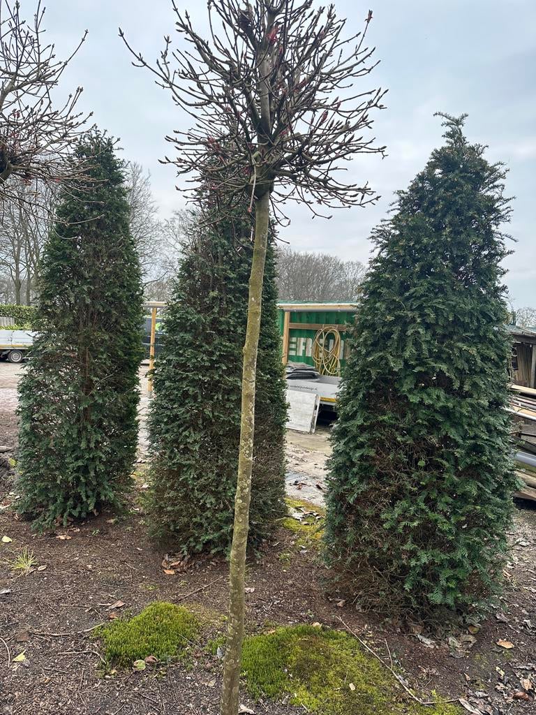Taxus, Ophalen, Taxus, 250 cm of meer