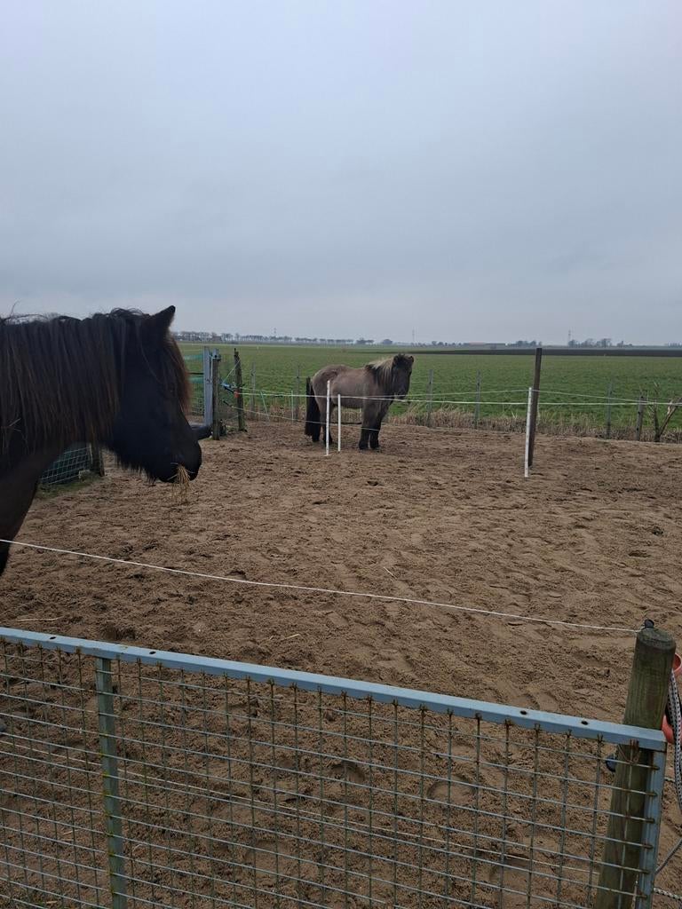 Stalling aangeboden, Weidegang