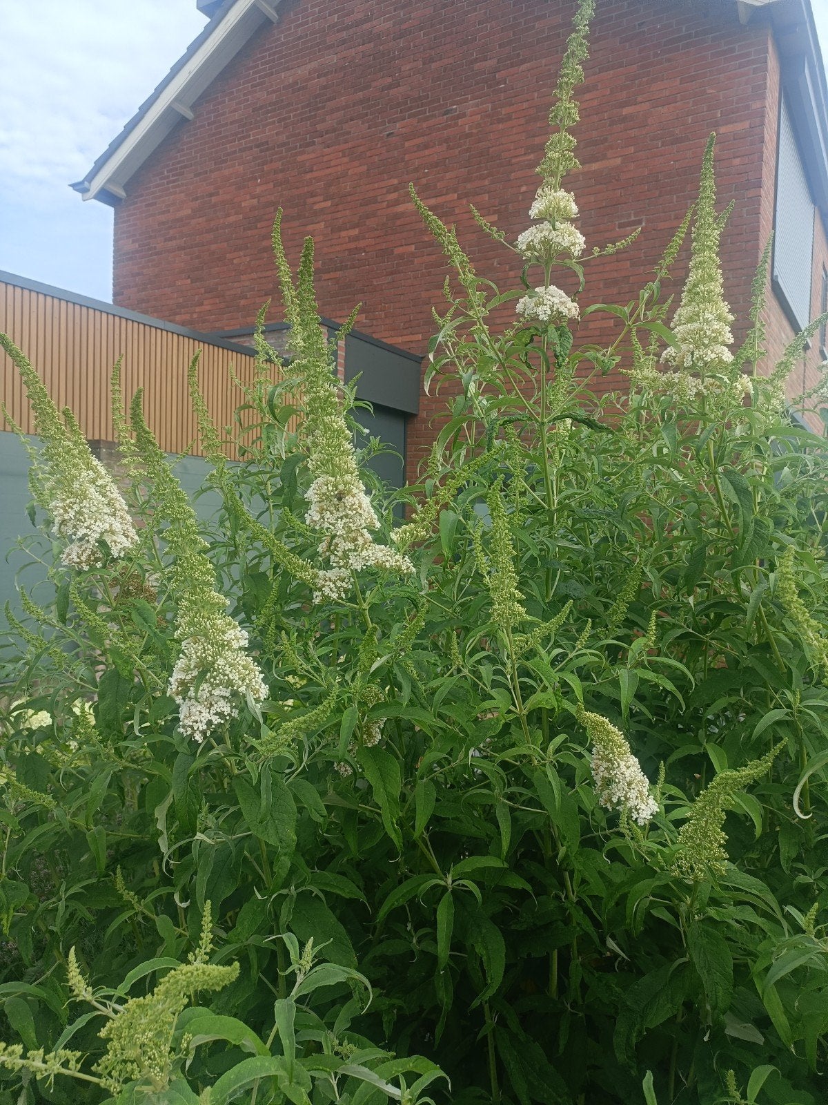 Witte Vlinderstruik (Buddleja davidii) - 10 planten, Volle zon, Vaste plant, Zomer, Ophalen