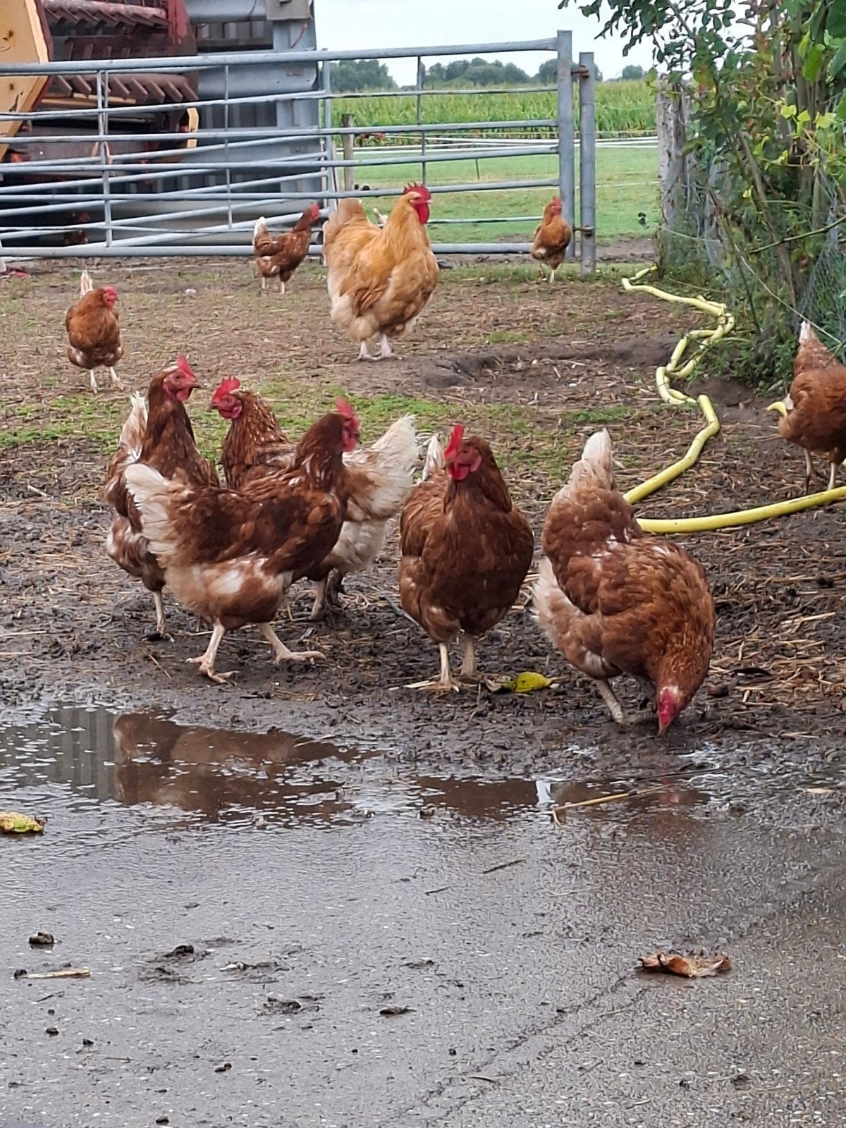 leg kippen, Dieren en Toebehoren, Pluimvee, Vrouwelijk, Kip