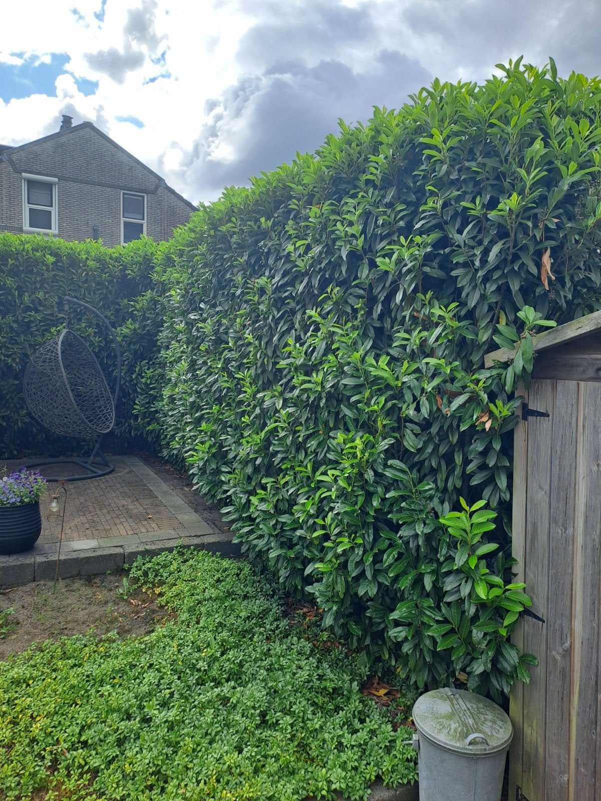 Laurierhaag gratis, Tuin en Terras, Planten | Struiken en Hagen, Ophalen, Laurier, Haag, 250 cm of meer