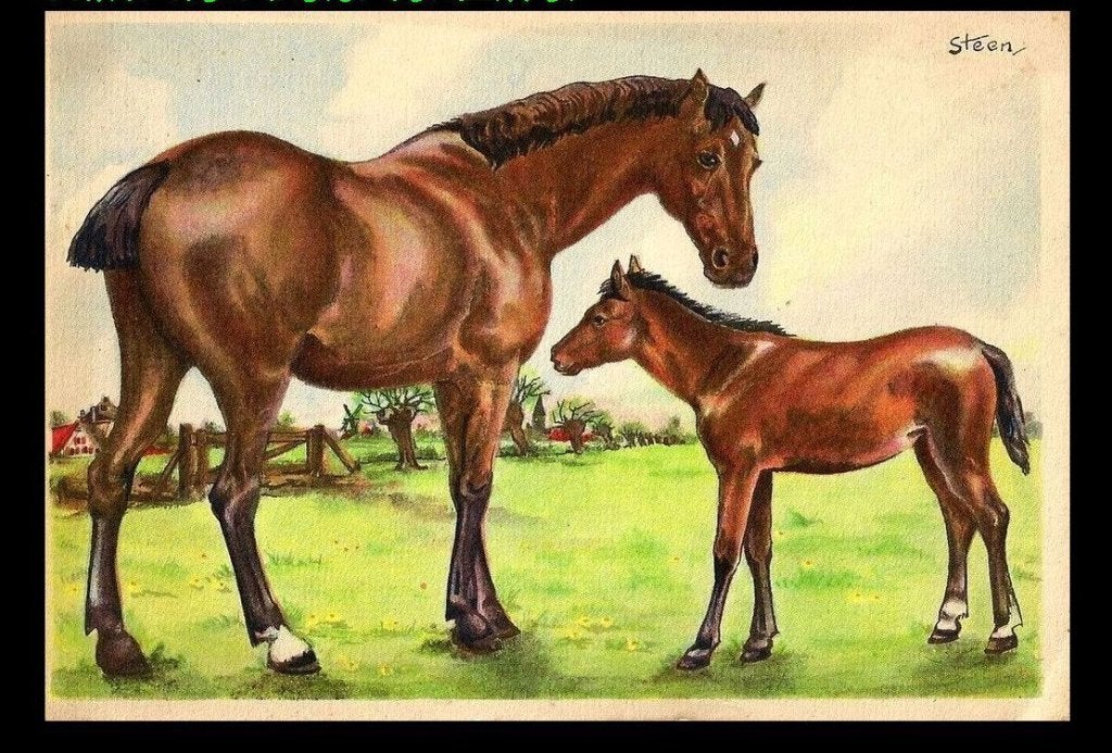 4x Ansichtkaart Paarden serie Pax Steen, Ophalen of Verzenden, 1940 tot 1960, Sterren en Beroemdheden