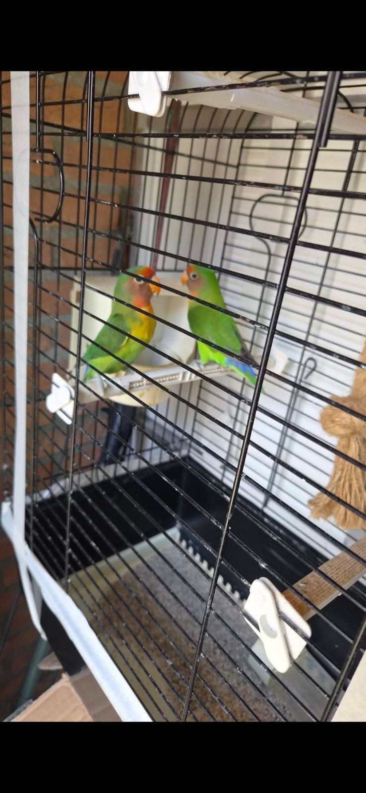 agapornis bastaard