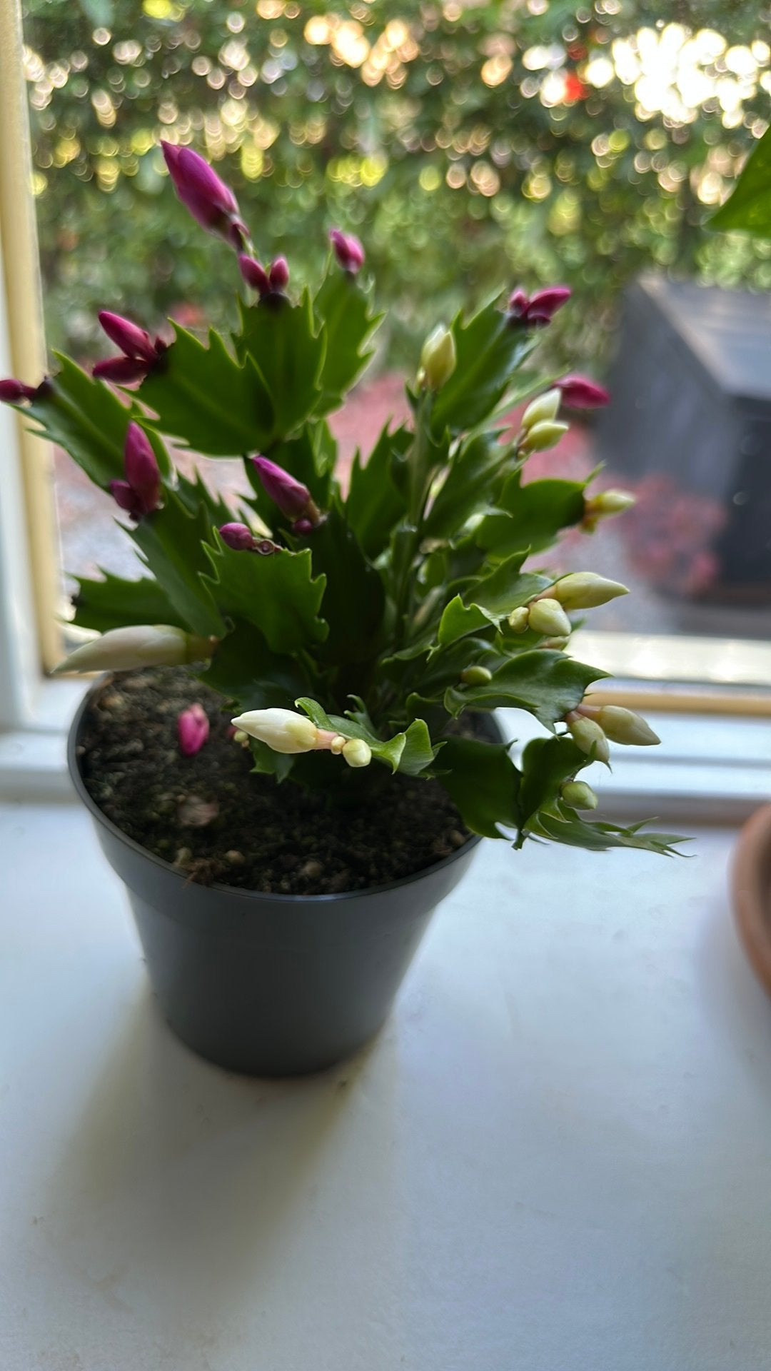 Kerstcactus, Ophalen, Nieuw, Intratuin, 35 cm