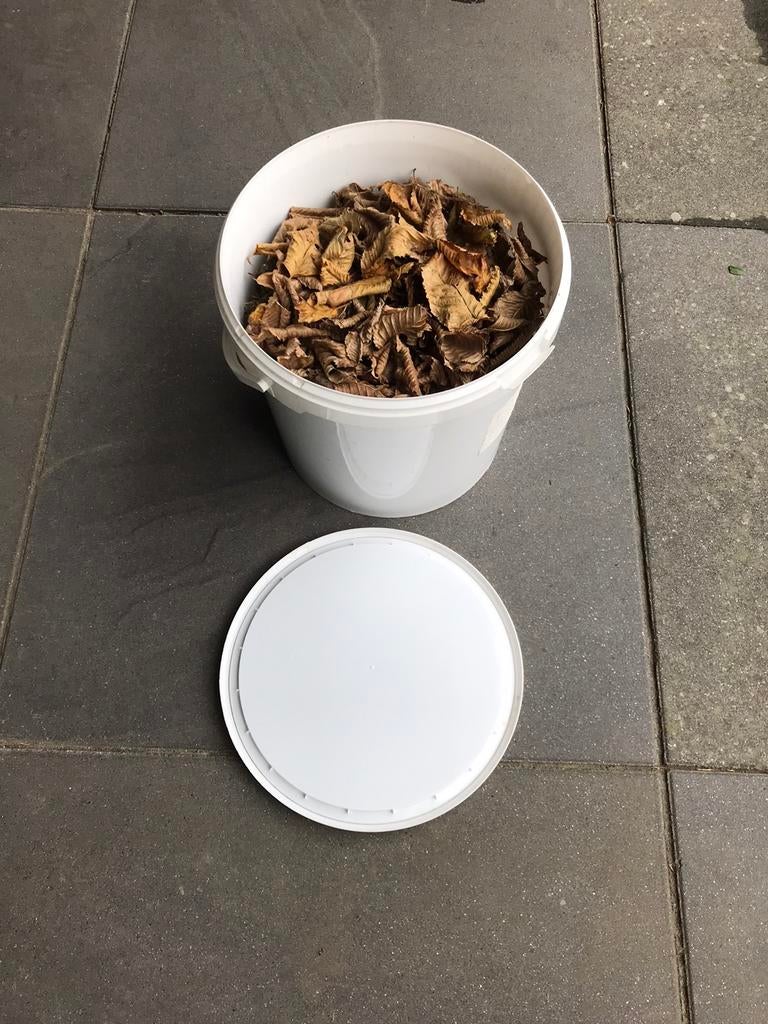 Gedroogde beukenbladeren in emmer voor garnalen, Kreeft, Krab of Garnaal