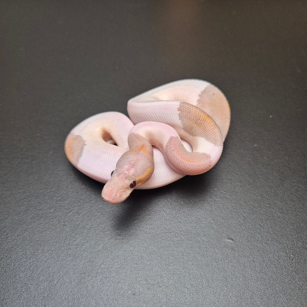 cinnaomon banana piebald p. regius Ball Python - unknown for sale from Roundhog serpents