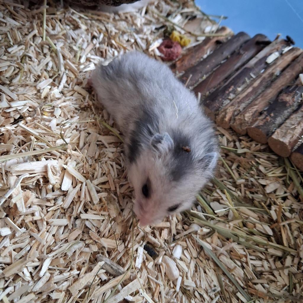 Tamme babys goudhamsters ofwel syrische hamsters., Hamster, April, Meerdere dieren, Tam