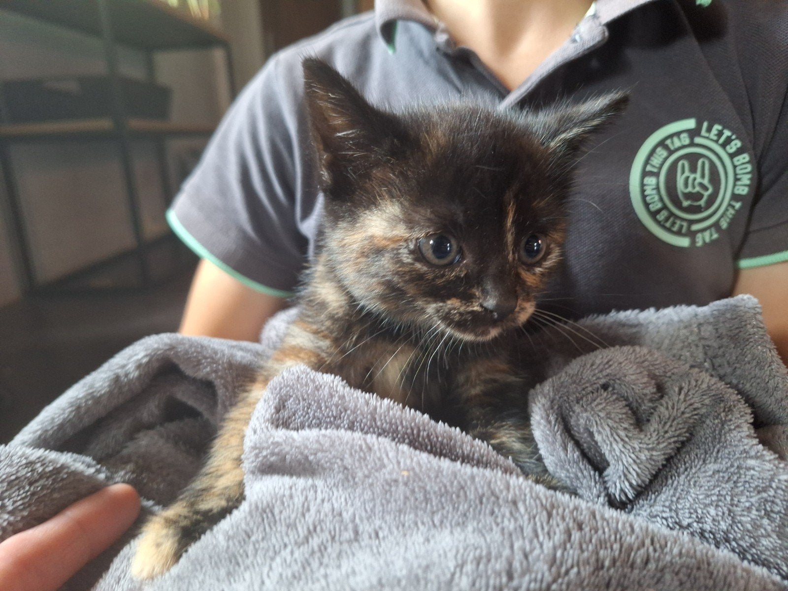 6 kittens te koop, 3 rode katers en 3 rood/zwarte poesjes., Meerdere dieren, 0 tot 2 jaar