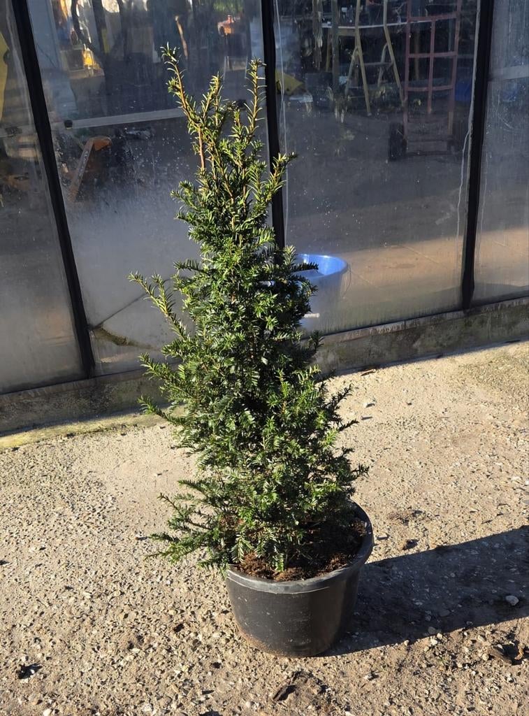 Taxus Baccata 80/100 cm - Ideaal voor haag of solitair, Vaste plant, Bloeit niet, Halfschaduw, Ophalen