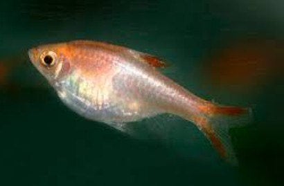 Rasbora Heteromorpha Gold - Kegelvlekje Gold - Koidreams