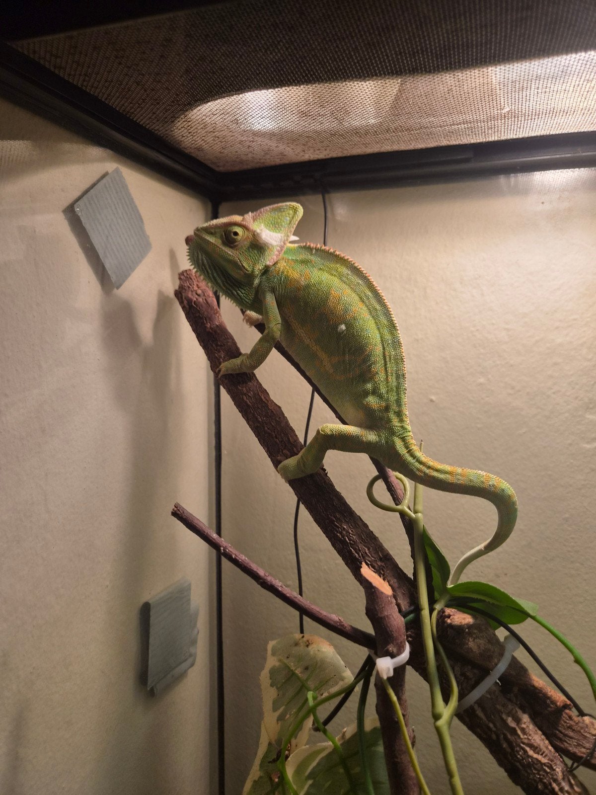 te koop jemen kameleon dame evt met kaal terrarium