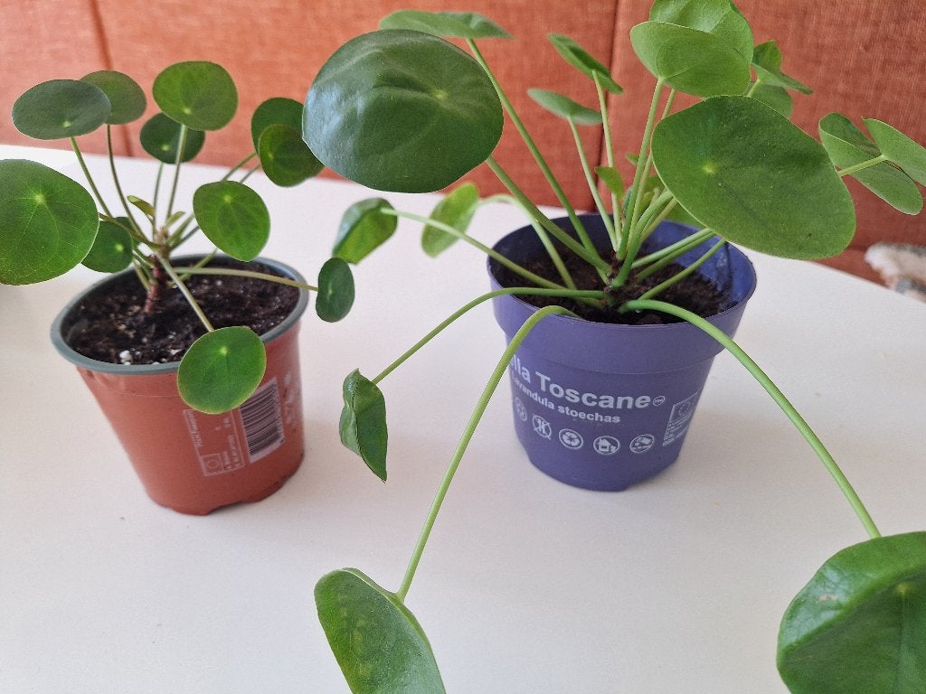Pilea peperomioides, Huis en Inrichting, Ophalen, Halfschaduw, Minder dan 100 cm