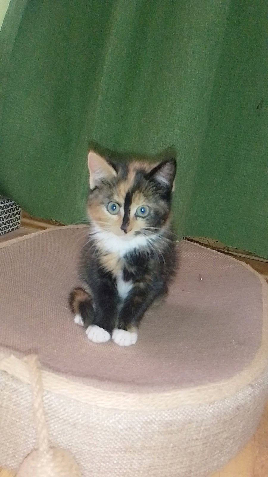 poesje ietje, Poes, Kortharig, 0 tot 2 jaar