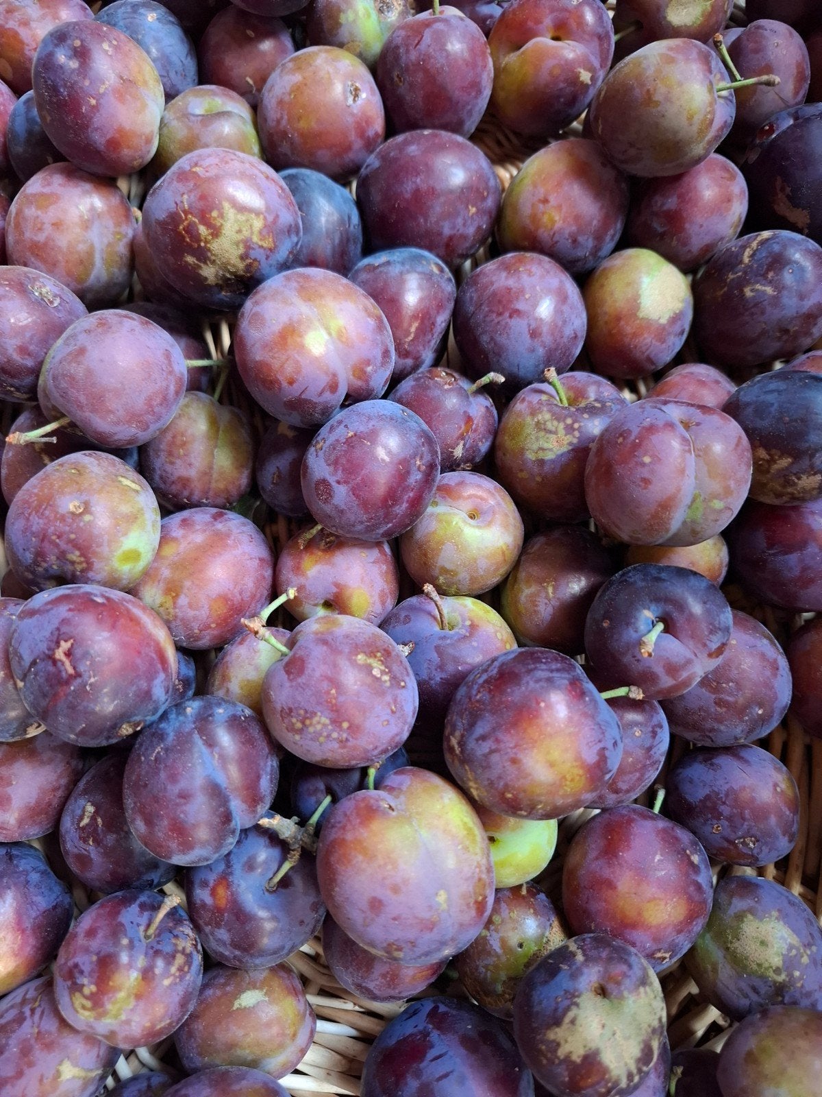 Onbespoten Opal pruimen 500 gr vers fruit biologisch eieren, Ophalen of Verzenden, Minder dan 100 cm, Overige soorten, Lente